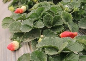 KerrA-Strawberries-RajasthanOliveProjectIndia-Feb2014-560x401 copy
