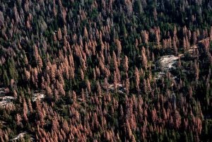 Dead and dying trees in Sierra forests, August 24, 2016. Photo credit: USFS.